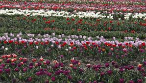 È tutto ciò di cui ho bisogno»: Bologna I 250 Mila Tulipani Sono Fioriti Il Parco Apre Il 2 Aprile La Repubblica