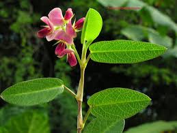 Image result for Alysicarpus zeyheri