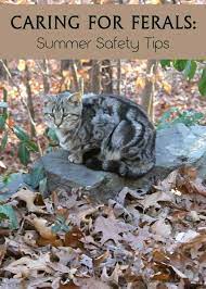 Now i am adding frozen water containers for them to lay around. Keeping Feral Cats Safe During The Summer Months
