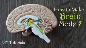How To Make Half Brain Section Model - Youtube