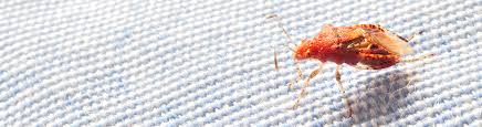 But these chemicals are extremely harmful to humans and other animals through the following ways: What Are Bed Bugs Capelouto Termite Pest Control