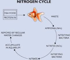 Betta Fish Awareness Day Betta Fish Care Understanding Proper Water Conditions And The Nitrogen Cycle Article Betta Fish Care Fish Care Nitrogen Cycle