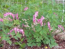 Shade Tolerant And Deer Resistant Bleeding Heart Deer Do Not Come Near My Bleeding Hearts Deer Resistant Plants Bleeding Heart Plants