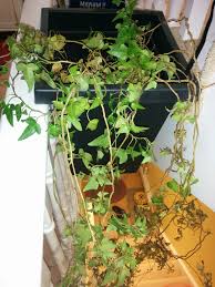 English Ivy Plant Dying With White Spots At The Base Gardening Landscaping Stack Exchange