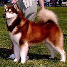 Maybe you would like to learn more about one of these? Alaskan Malamute Siberian Husky Colors Sable White Pets Lovers