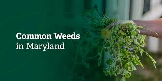 Some weeds are more common than others, with some preferring wet and shady conditions and others preferring dry and light areas. Common Weeds In Maryland Weed Identification And Management