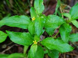 Image result for Synedrella