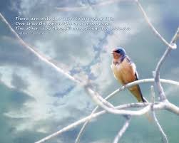 If a farmer fills his barn with grain, he gets mice. Barn Swallow On Blue Sky With Einstein Quote Photograph By Julie Magers Soulen
