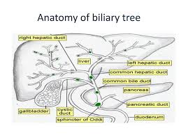 Biliary Stricture Ppt Download