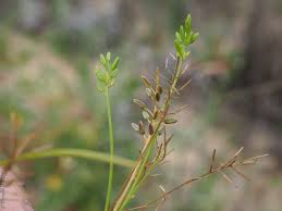 Image result for Triglochin