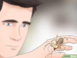We ship camel spider (solifugae sp.) to us, uk, europe, japan, philippine, singapore, malaysia, netherlands,korea and most other counties. 4 Ways To Care For A Camel Spider Wikihow