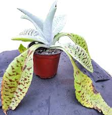 Image result for Kalanchoe glaucescens