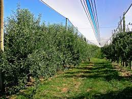 The red delicious apple tree is a pollinator. Red Delicious Wikipedia