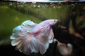 Reddit The Front Page Of The Internet Betta Fish Betta Aquascape Design
