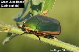 What kind of beetles live in rotten wood? Buzz Bombing Beetles Are On The Wing Bygl