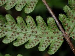 Image result for Pneumatopteris afra