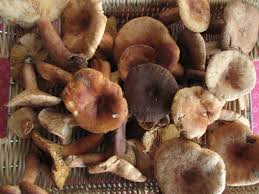 Cafe Chanterelle Sile Yollari Tastan Mantarlari Cikardi Beni Bastan Mantar Taslar