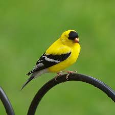 Birds Of Cape Cod American Goldfinch Male Backyard Birds Goldfinch Beautiful Birds