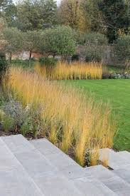 Mcwilliam Studio Meadow Garden Garden Design Grasses Garden