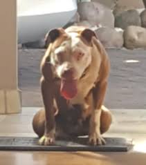 Pitbulls are medium sized dogs, with their ancestry coming from the british isles. American Bully Pups Durban Free Classifieds In South Africa