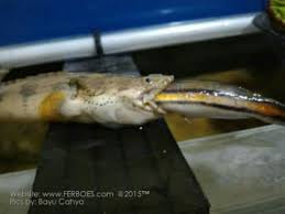 Memberi makan ikan toman dengan 20 ekor ikan mas. Sadis Palmas Makan Gabus Toman Gak Ketelan Mati Keduanya Ferboes Com