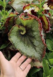 Usually begonia bulbs can grow in between 4 to 5 years if cared for properly. Photo Of The Leaves Of King Begonia Begonia Escargot Posted By Calif Sue Garden Org