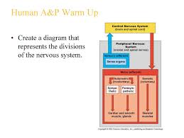 Chapter 7 nervous system option 1: Chapter 7 The Nervous System Ppt Download
