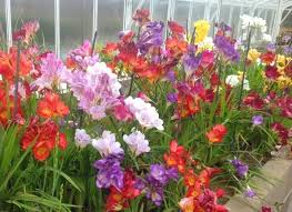 Image result for Freesia grandiflora