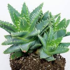They're not overly bright like yellow ones, and they're not so much in your. Cacti And Succulents Identification