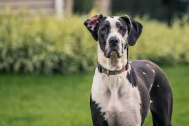 She loves to be close to her people! Great Dane Names 655 Ideas My Dog S Name