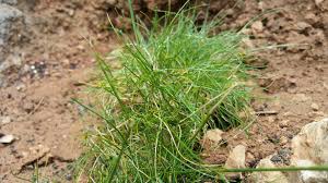 Image result for Agrostis quinqueseta