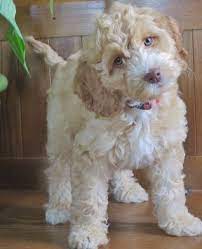 Aussie Labradoodle Available Australian Labradoodle Pups Labradoodle Puppy Cute Dogs Australian Labradoodle