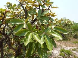 Image result for Oldfieldia dactylophylla