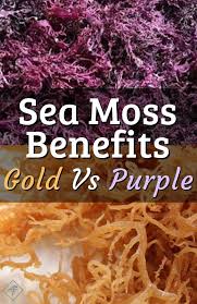 Sea moss is one of the most powerful plants and highest mineral dense superfoods on the entire planet. Contact Support Sea Moss Seamoss Benefits Irish Sea