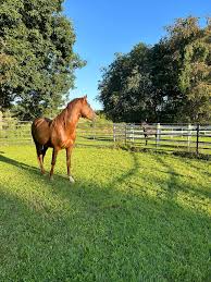 Profile for Natural Horsemanship by Chloe Ewart