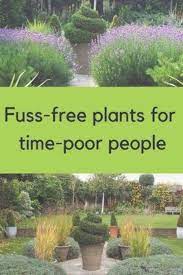 Brilliant Low Maintenance Plants For Beautiful Gardens Gardening Lowmaintenance Low Maintenance Garden Design Easy Care Plants Outdoor Plants