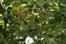 Image result for Harungana madagascariensis