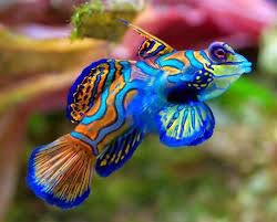 Dan bagi sobat yang belum pernah merawat ikan hias jenis apapun, sebaiknya mencoba dulu merawat ikan hias air tawar. Ikan Hias Air Laut Fotografi Hewan Ikan Ikan Akuarium