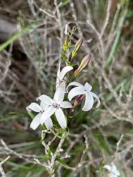 Image result for Cyphia lasiandra