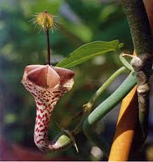 Image result for Ceropegia haygarthii