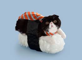 Felines Dress Up With Seaweed And Rice For Sushi Cats Series Sushi Cat Pet Costumes Hug Your Cat Day