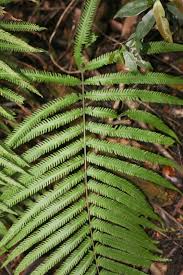 Image result for Amblovenatum