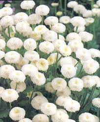 Pin By Shannon Mckenzie On Perennial Favorites Types Of Flowers Types Of Plants Popular Flowers