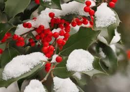 Bunte Pflanzen Im Winter Die 10 Schonsten Arten Fur Ihren Garten Plantura Mit Bildern Pflanzen Winterpflanzen Stechpalme