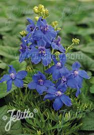 Check spelling or type a new query. Jelitto Staudensamen Delphinium Grandiflorum Summer Serie Summer Nights Portion En