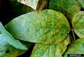 Cara mengatasi karat pada daun pokok. Penyakit Karat Daun Pada Kedelai Dan Cara Mengatasinya Agrokompleks Kita