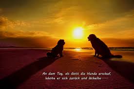 Hunde Sprüche U Zitate Sammlung Pela Fotografies Webseite