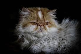 Smoked a smoked cat possess a color inhibiting gene in addition to the gene of a solid coat color. 12 Stunning Persian Cats