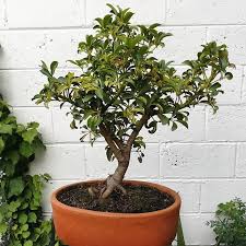 Semillas bonsai pino blanco japones x5 semillas. Cheflera Taiwan Bonsai Plants Raices Roots Plantgram Plantphotography Colombia Plantgang Plantlove Suramerica Leav Plant Photography Plants Bonsai