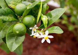 Image result for Citrus × aurantiifolia